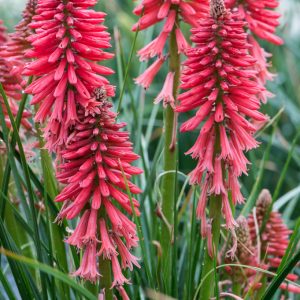 Kniphofia 'Poco Red' Trytoma