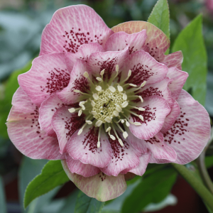 double-ellen-pink-spotted