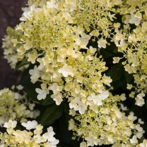 Hortensja bukietowa (Hydrangea paniculata ‘Living Milk & Honey’ PBR)