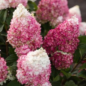 Hydrangea pan.Living Colourful Coctail PBR