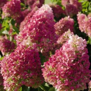 Hydrangea pan.Living Pinky