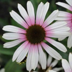 Jezowka-Fountain-Pink-Eye