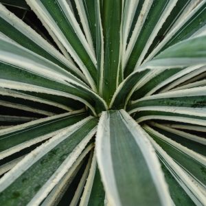 Juka zwisła IVORY TOWERS