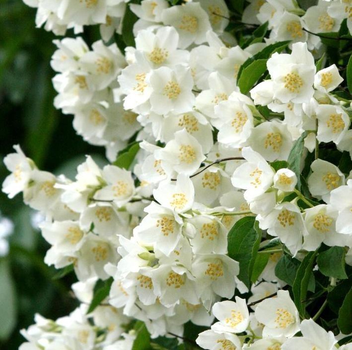 Jaśminowiec wonny Philadelphus coronarius