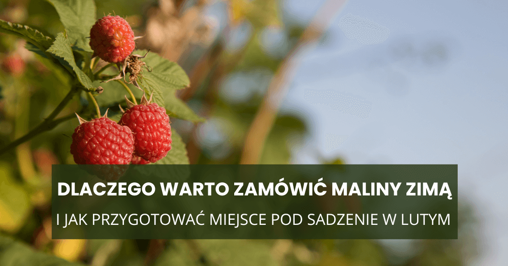 Dlaczego warto zamówić maliny zimą – i jak przygotować miejsce pod sadzenie w lutym