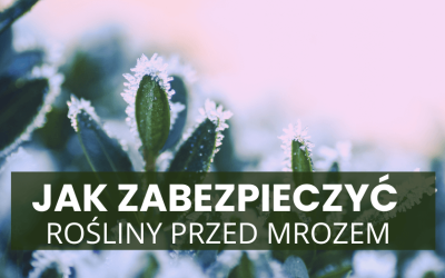 Jak zabezpieczyć rośliny przed mrozem i które warto zamówić przed wiosną?