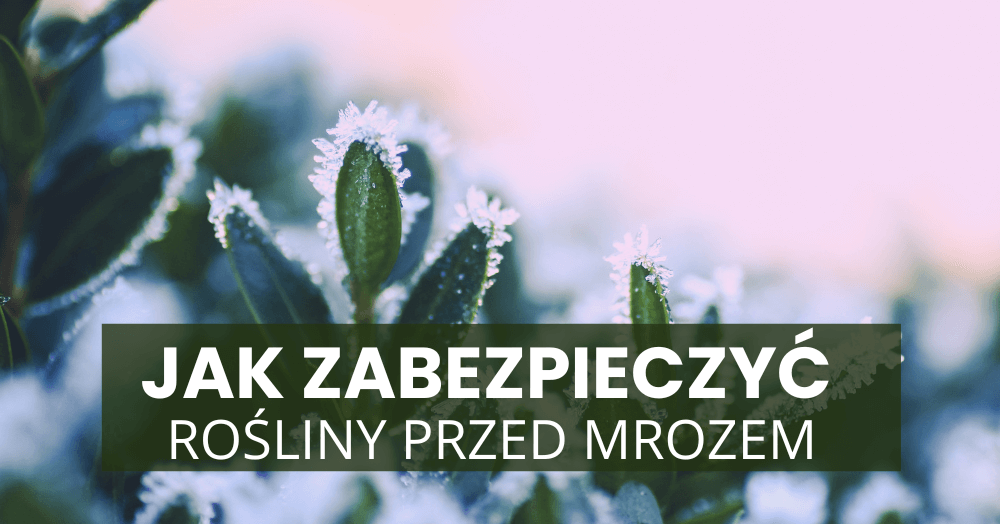 Jak zabezpieczyć rośliny przed mrozem i które warto zamówić przed wiosną?