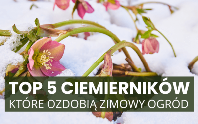 Top 5 ciemierników, które ozdobią zimowy ogród