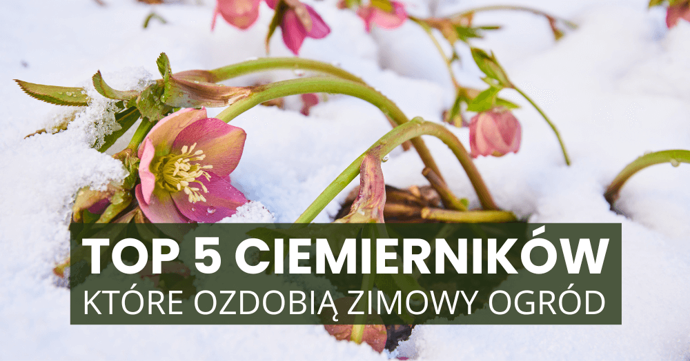 Top 5 ciemierników, które ozdobią zimowy ogród